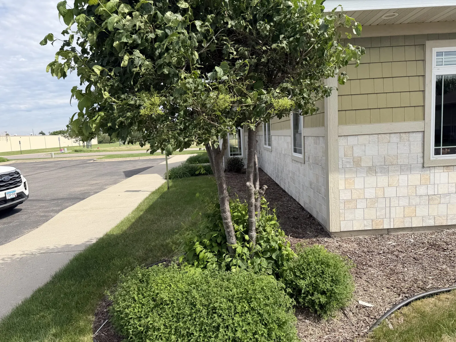 Small Tree Removal project photo